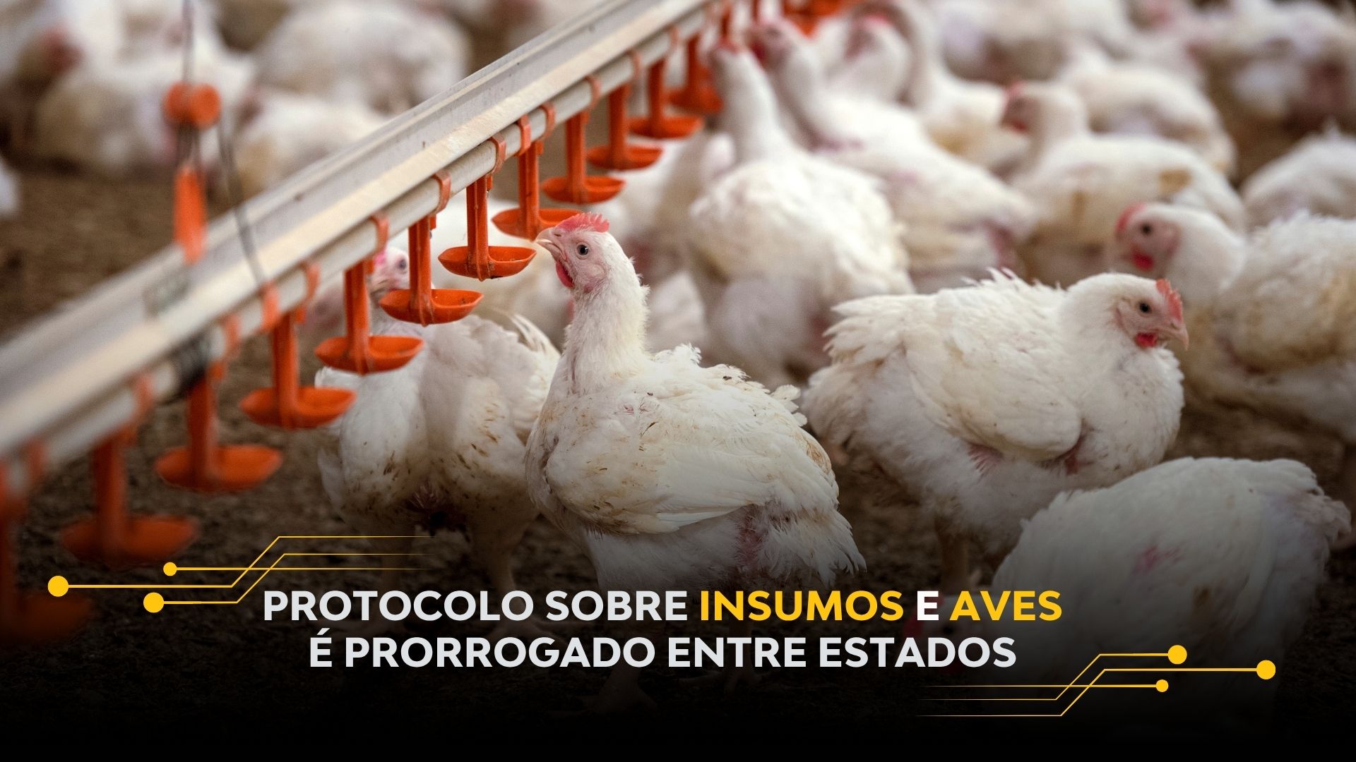 PROTOCOLO SOBRE INSUMOS E AVES É PRORROGADO ENTRE ESTADOS